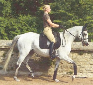 Mein Vollblüter Justy im Alter von 12 Jahren